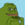 Groyper