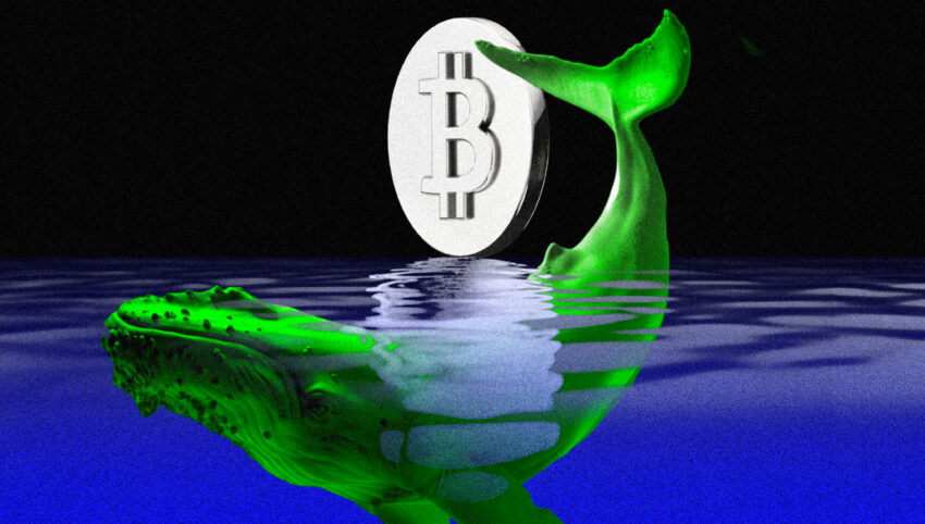 Santiment Ungkap Lonjakan Jumlah Whale Bitcoin dalam Setahun Terakhir