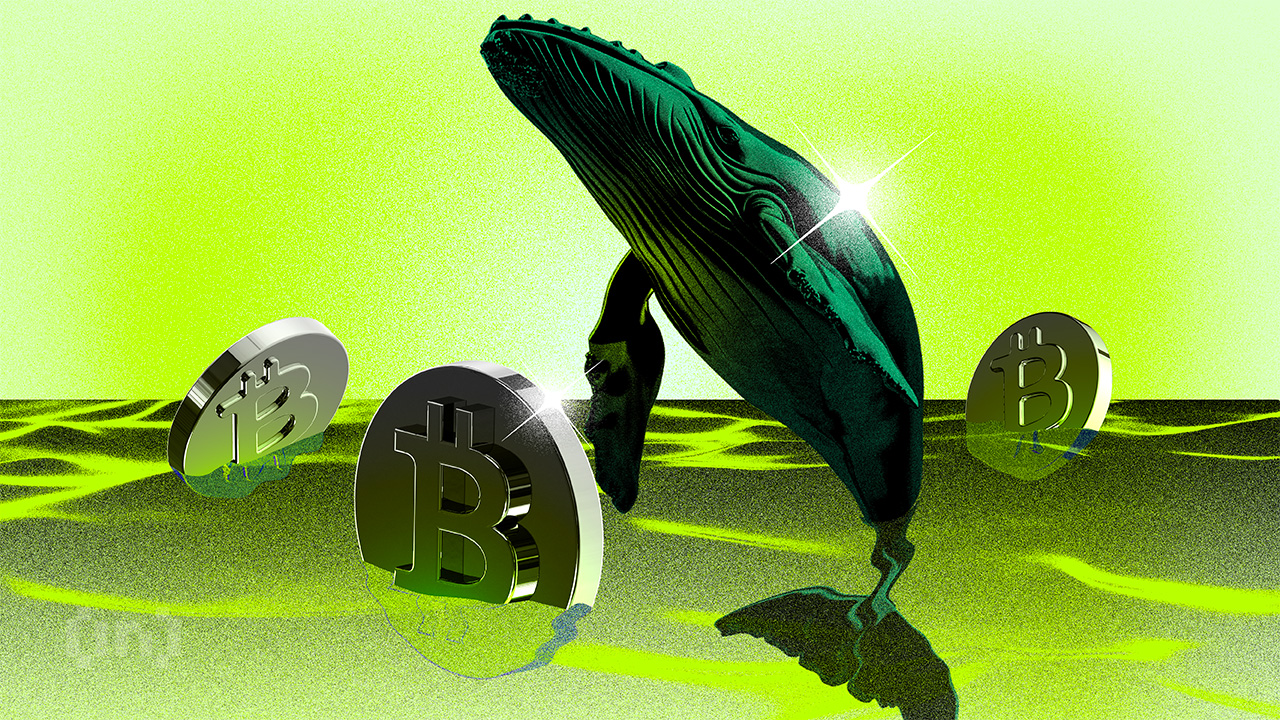 Whale Serok Bitcoin Saat Turun, Sinyal Bull Run Mulai Tercium
